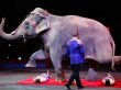 Madrid: O dresoare, r�nit� de un elefant care �i-a pierdut echilibrul