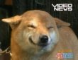 �i animalele r�d