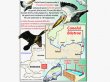 WWF: Canalul B�stroe este o amenin�are important� pentru mediu