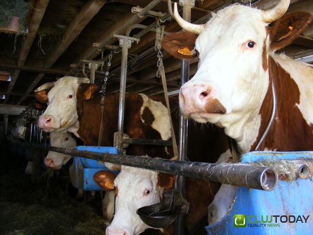 Cre�terea animalelor, interzis� �n Cluj!