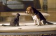 Din ciclul �m�suri anticriz�: �SMURD� pentru animale 