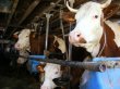 Cre�terea animalelor, interzis� �n Cluj!