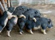 Rom�nia, paradis pentru g�ini �i porci