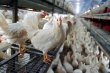 Rom�nia, paradis pentru g�ini �i porci