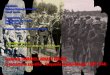 �Campaniile Armatei Rom�ne� dezb�tute �i prezentate la Cluj