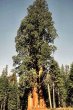 Copacii mamut sau Sequoia gigantea din Rogojel (VIDEO)