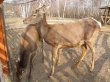 Parcul zoo din S�licea, luat cu asalt VIDEO