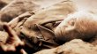 Competiția oficial� TIFF 2012 - o duzin� de filme, �ns� nici unul rom�nesc