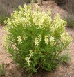 Suatu: �nflorește astragalus peterfii, planta-minune